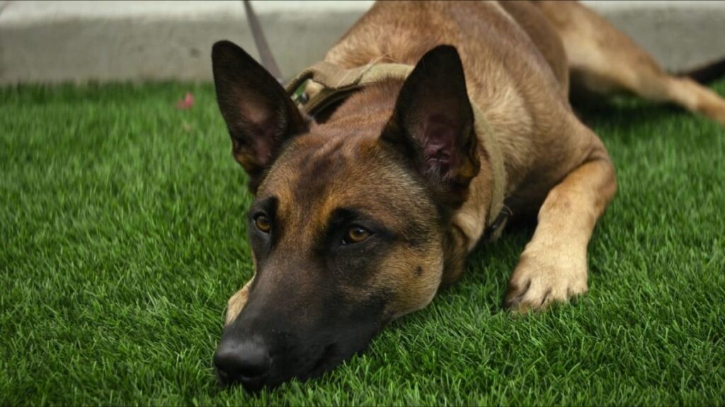 Dog drama movie Netflix